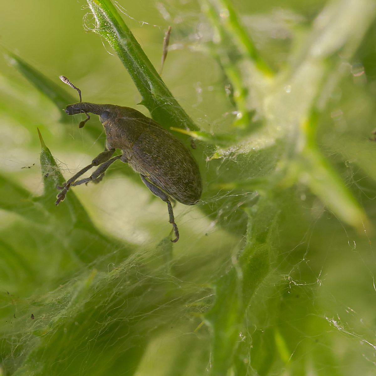 lixus pulverulentus